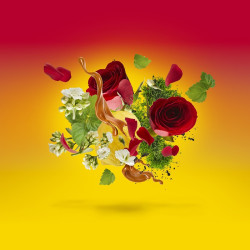 Levar del Sole Edp 100 ml